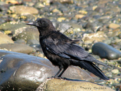Northwestern Crow 3.jpg