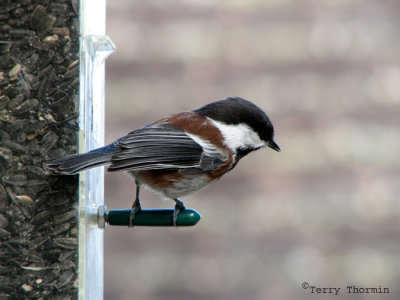 Chestnut-backed Chickadee 1.jpg