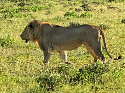 Lion 5 - Namutoni Etosha N.P.jpg