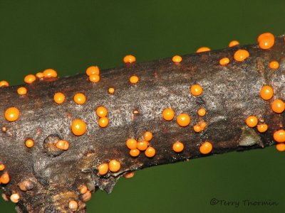 Nectria cinnabarina -Coral Spot Fungus 2.JPG