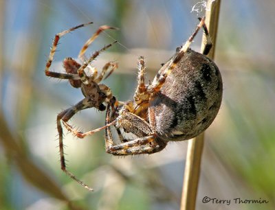 Araneus diadematus - Garden Spiders mating 1a.jpg