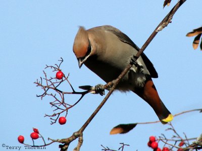 Bohemian Waxwing 9a.jpg