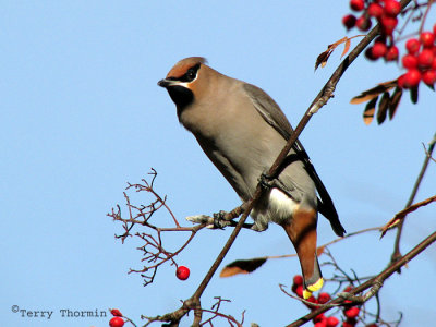 Bohemian Waxwing 2a.jpg