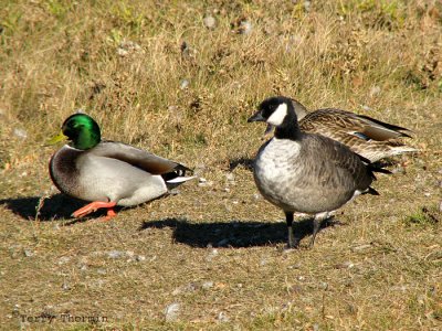 Cackling Goose and Mallard 2a.jpg