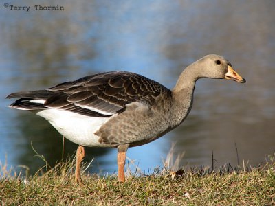 Greater White-fronted Goose juvenile 1a.jpg
