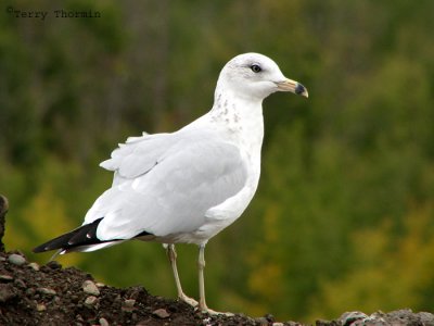 Ring-billed Gull winter plumage 2a.jpg