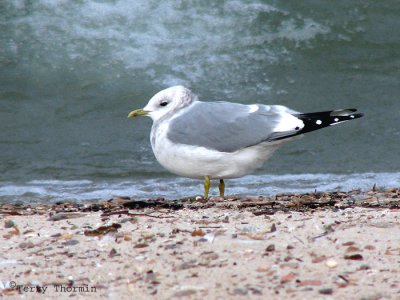 Mew Gull 11b copy.jpg