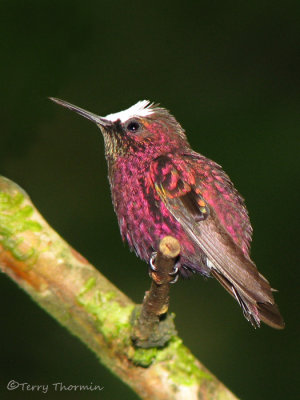 Hummingbirds of Rancho Naturalista