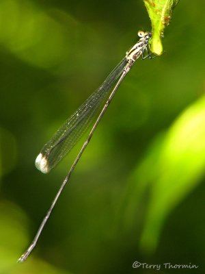 Giant Damselfly - Mecistogaster sp. A1a - LS.jpg