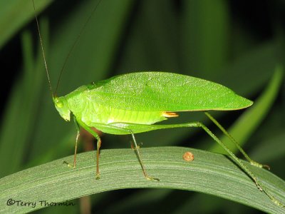 Katydid A3a - SV.jpg