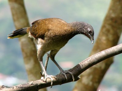 Birds of Rancho Naturalista