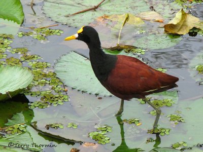 Birds (non-passerines) of Costa Rica