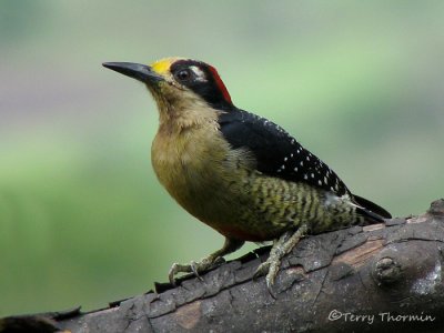 Black-cheeked Woodpecker 3a - RN.jpg