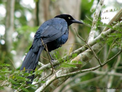 Great-tailed Grackle 2a - RN.jpg