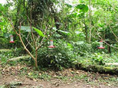 Hummingbird feeders in the forest 1 - RN.JPG