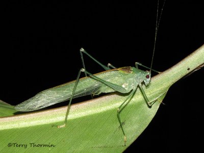 Katydid D1a - RN.jpg