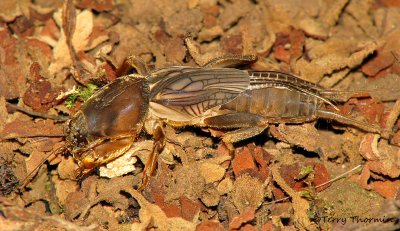 Mole cricket A3a - RN.jpg
