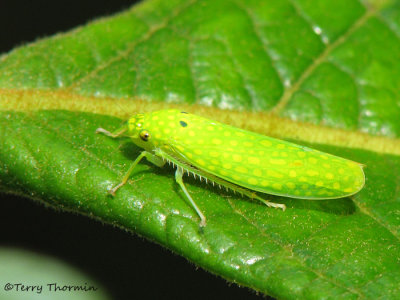 Leafhopper D3a - RN.jpg