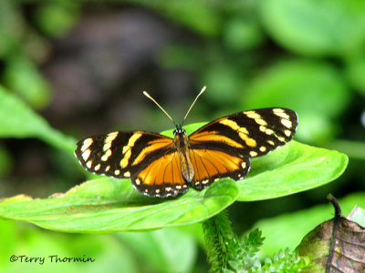 Nymphalid butterfly A1a - RN.jpg
