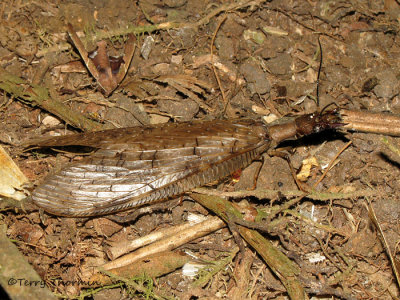 Dobsonfly female A1a - RN.jpg