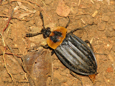 Carrion beetle A1a - RN.jpg