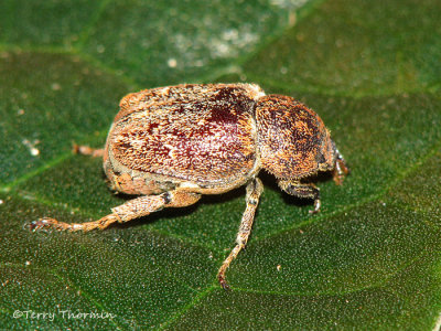 Scarab beetle D2a - RN.jpg