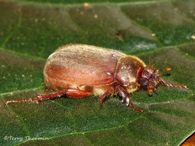 Scarab beetle E1a - RN.jpg