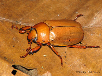 Scarab beetle F2a - RN.jpg