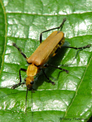 Soldier beetle A1a - RN.jpg