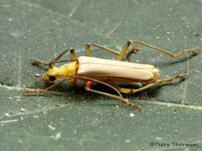 Soldier beetle B3a - RN.jpg