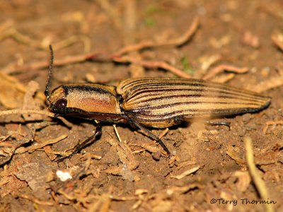 Click Beetle A1a - RN.jpg