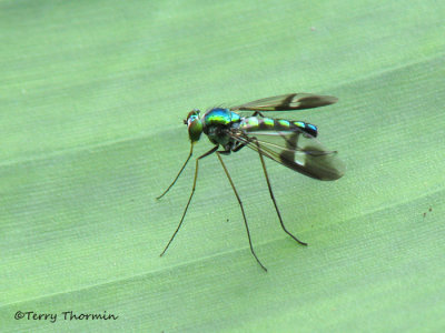 Long-legged Fly B2a - RN.jpg