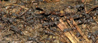 .Eciton burchelii - Army Ants 1a - RNjpg