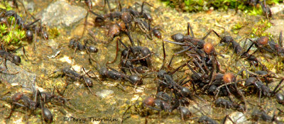 Eciton burchelii - Army Ants 3a - RN.jpg