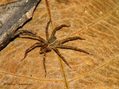 Nursery web spider A1a - RN.jpg