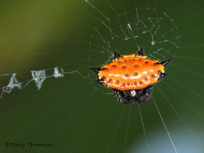 Spiny-backed Orb-weaver - Gasteracantha sp. A2 - RN.JPG