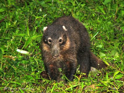 White-nosed Coati 7a - Tap.jpg