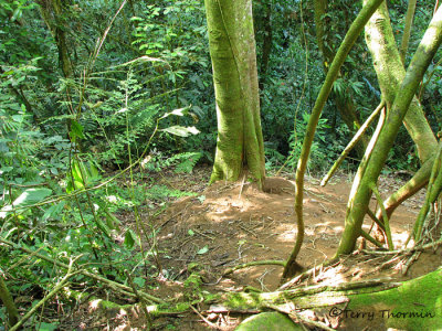 Leafcutter Ant mound A1a - RN.JPG