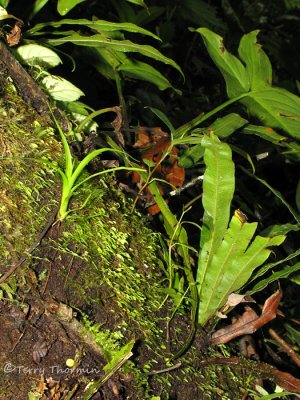 Epiphytes on a tree trunk A1a - RN.jpg