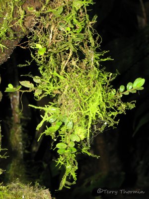 Hanging moss and vine 2a - RN.jpg
