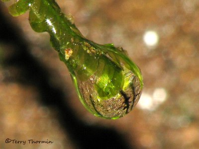 Moss (Fissidens sp,) with water droplet 1b - RN.jpg