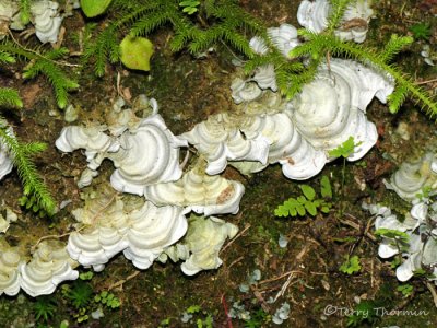Bracket fungus and Running Club Moss - Lycopodium clavatum 1a - RN.jpg
