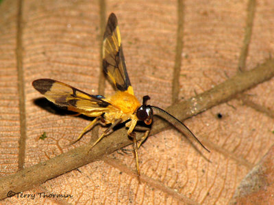 Arctiid moth A1a - RN.jpg