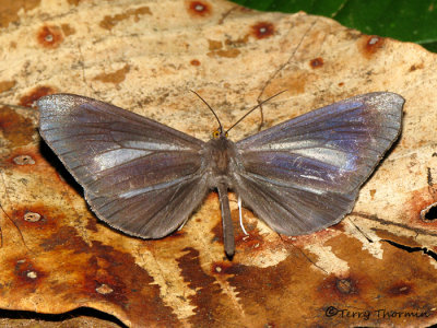 Moth P1a - RN.jpg