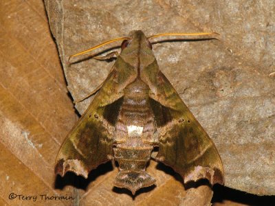 Sphinx moth B3a - RN.jpg