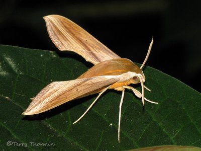 Xylophanes tersa 3a - RN.jpg