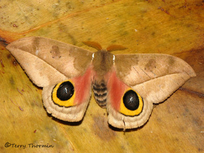 Moths of Rancho Naturalista