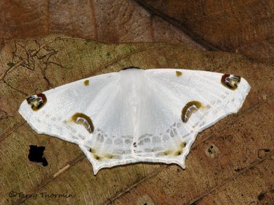 Sericoptera sp. - Geometrid moth A1a - RN.jpg