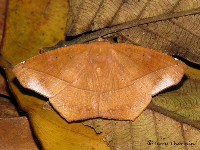 Geometrid moth D2a - RN.jpg
