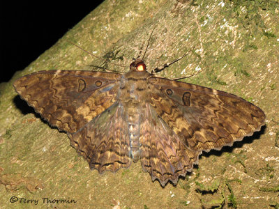 Letis sp. - Noctuid moth A1a - RN.jpg